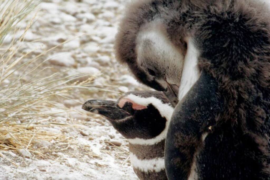 Pingüinos en Cabo Dos Bahías